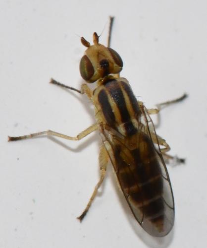 Réf. 330 226 : Meromyza sp.